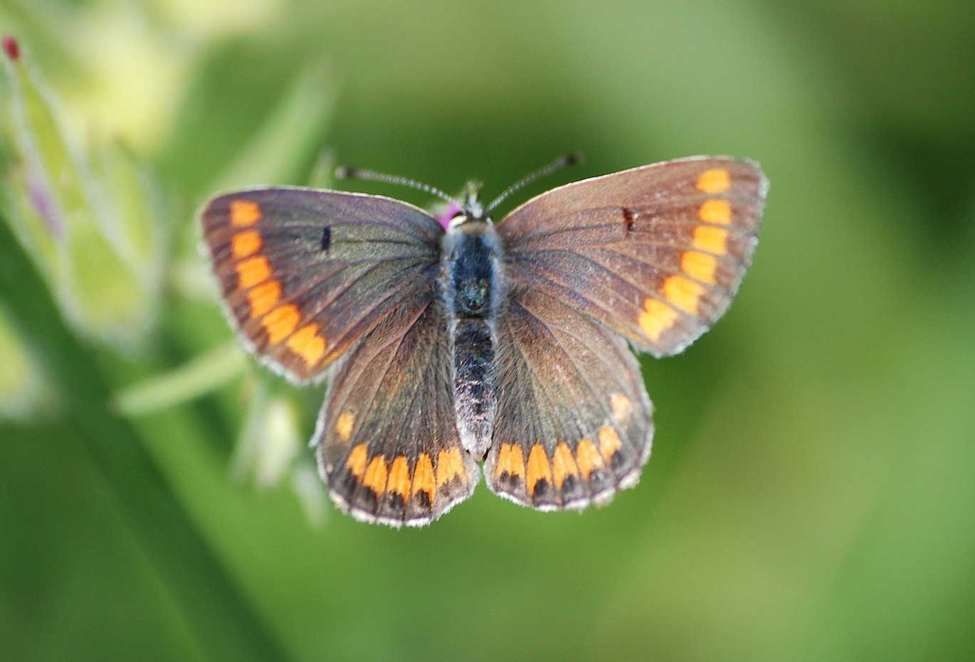 Lepidotteri riserva Torre Flavia